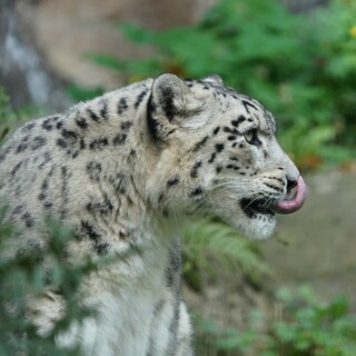 leopardenzunge-29053