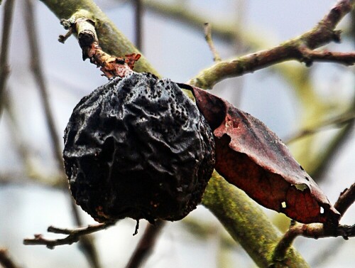 Die Quitte gehört zu den Kernobstgewächsen(Pyrinae) sowie zur Familie der Rosengewächsen(Rosaceae).
Quitten wurden bereits vor Jahrtausenden kultiviert.
https://de.wikipedia.org/wiki/Quitte

Aufnameort: Eiershausen Garten
Kamera: Canon EOS 1300D