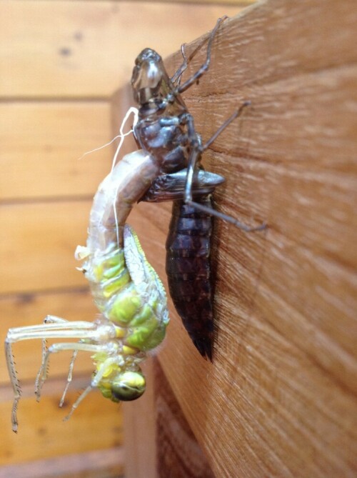 Libelle beim Schlüpfen

Aufnameort: Im Garten
Kamera: iPad