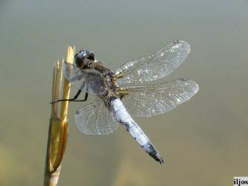 Libelle am Weiher

Aufnameort: Rubenheim, Saarland
Kamera: canon ixus 70