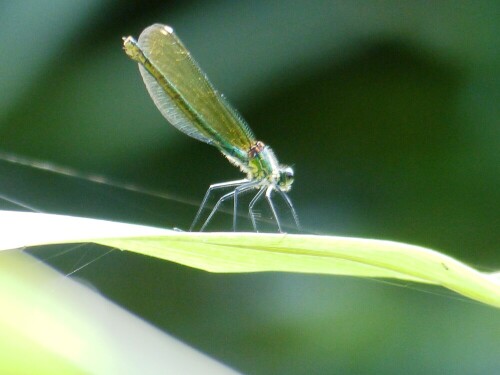 Ich liebe Insekten insbesondere Libellen und Schmetterlinge. War im Juni auf einer Beobachtungstour und habe diese Libelle im Uferbereich eines kleinen Baches fotografiert

Aufnameort: Gemarkung Erzingen
Kamera: Panasonic Lumix DMC FZ 200