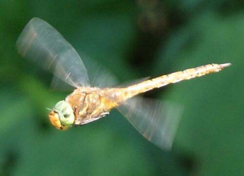 Libelle im Flug fotografiert

Aufnameort: Plitvice Kroatien
Kamera: SONY 230 alpha