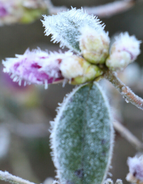 Rhododendron - Alpenrosen sind niedrigere Temperaturen eher gewöhnt.
Rhododendronarten gehören zu den Heidekrautgewächsen(Ericaceae).
https://de.wikipedia.org/wiki/Rhododendren

Aufnameort: Eiershausen Friedhof
Kamera: Canon EOS 700D