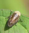 Eine Zikade, die sowohl an Winter- wie Sommerlinde vorkommen und von April bis August in deren Nähe beobachtet werden kann.
http://www.insektenbox.de/zikade/linmas.htm

Aufnameort: Eiershausen Garten
Kamera: Canon EOS 700D