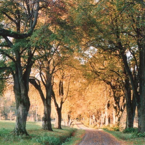 Die untergehende Sonne taucht die Allee an einem späten Oktober-Abend noch einmal in ein strahlend-warmes Licht.

Aufnameort: Eningen u. A.
Kamera: Yashica FX-D, Bj. 1980; Obj. 50 mm