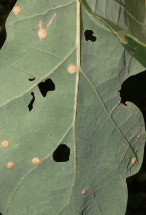 Eine Gallwespe, die durch ihre Eiablage linsenförmige Gallen an der Unterseite von Eichenblätter(Quercus petraea(L.)) erzeugt.
Bilder hierzu aus dem Internet:
https://www.ecosia.org/images?q=neuroterus+quercusbaccarum

Aufnameort: Eiershausen Waldrand Hirschberg
Kamera: Canon EOS 700D