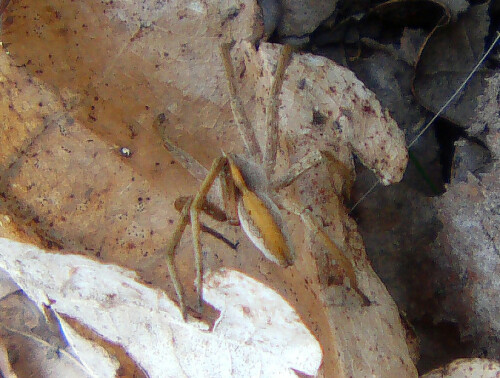 Eine größere Spinne, die am Boden eine gewisse Tarnung aufrechterhalten kann.
http://de.wikipedia.org/wiki/Listspinne

Aufnameort: Simmersbach Abt. 229 westlich der Schäferbehausung und östlich des Hochsitzes
Kamera: Medion Digitaler Full-HD-Camcorder mit Touchscreen Medion Life