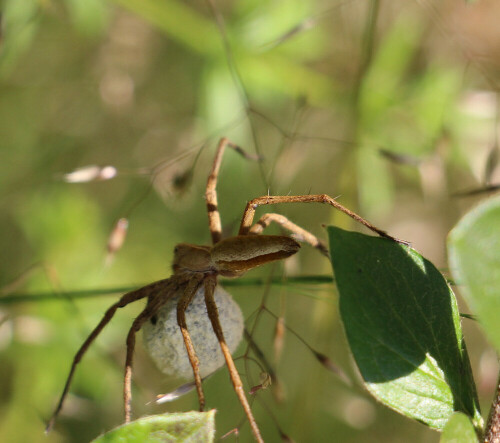 listspinne-pisaura-mirabilis-clerck-1757-14397.jpeg