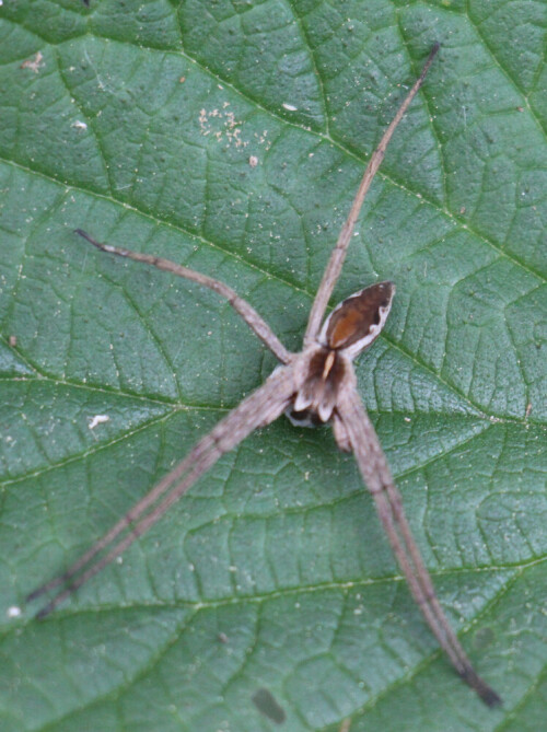 Die Listspinne wurde 2002  von der Gesellschaft für Arachnologie e. V. zur Spinne des Jahres gewählt.
(Hier ein Exemplar wohl mit Verlust zweier Beine)
https://de.wikipedia.org/wiki/Listspinne

Aufnameort: Eiershausen Hirschbergwald Waldrand
Kamera: Canon EOS 700D