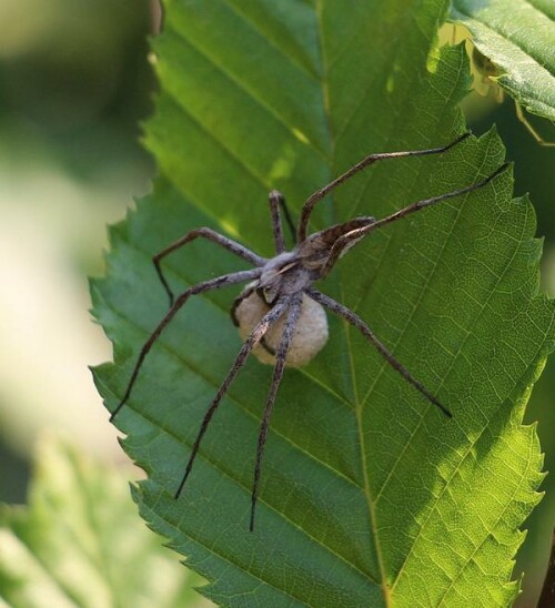 Eine größere Spinne - oft auch an schattigen oder feuchteren Standorten.
https://de.wikipedia.org/wiki/Listspinne

Aufnameort: Eiershausen Waldrand des Hirschbergwaldes
Kamera: Canon EOS 700D