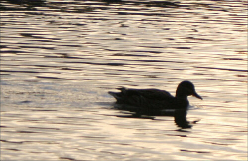 Eine einsame Ente

Aufnameort: Ingolstadt
Kamera: Canon EOS 400D