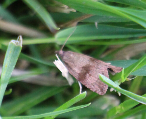 lowenzahn-wurzelwickler-celypha-striana-im-gras-17605.jpeg