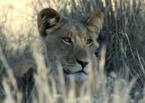 Diese Löwin ruhte entspannt im Gras

Aufnameort: Zentralkalahari - Botswana
Kamera: 450D