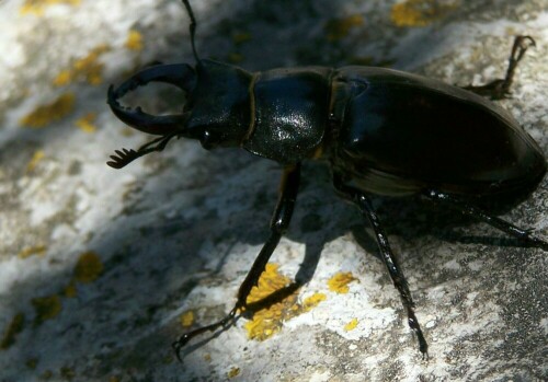 lucanus-tetraodon-2029.jpeg