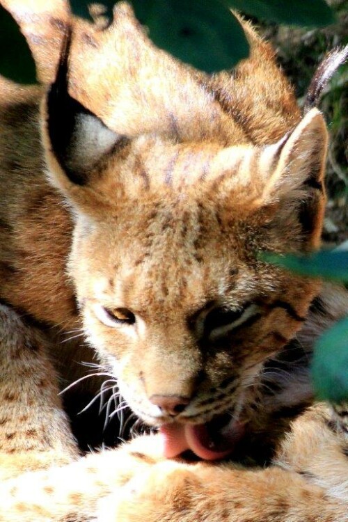 Luchs im Tierpark Lohberg/Bayer. Wald

Aufnameort: Lohberg
Kamera: Canon EOS 60 D