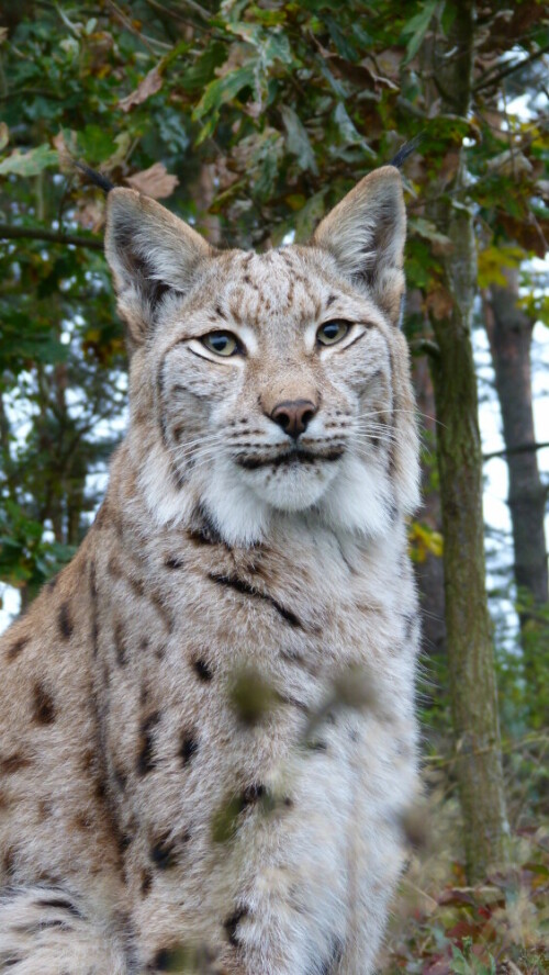 luchs-8860.jpeg