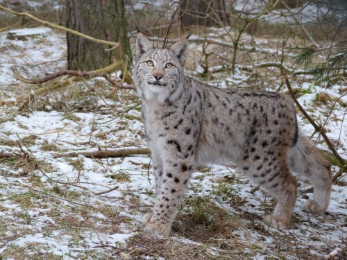 luchs-hat-hunger-7622.jpeg