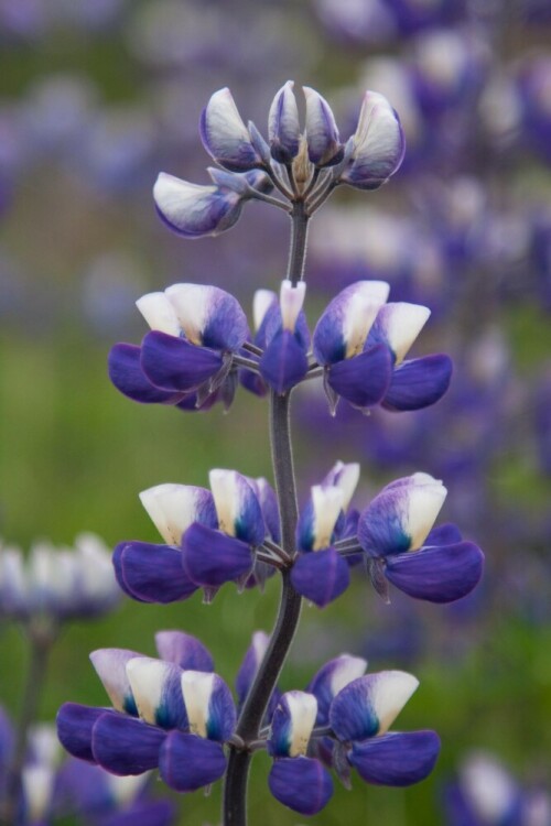 lupine-6817.jpeg