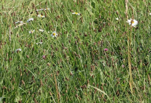 Gänseblümchen wie Wucherblumen ähneln sich ziemlich im Aufbau, auch wenn sie bezgl. ihres Körbchens(Blütenbodens) deutliche Größenunterschiede aufweisen.
https://de.wikipedia.org/wiki/Magerwiesen-Margerite

Aufnameort: Eiershausen Wiese nördöstlich des Rommelsberges
Kamera: Canon EOS 700D