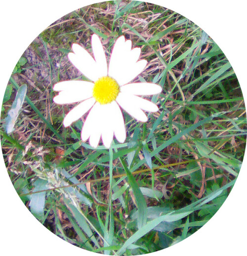 magerwiesen-margerite-leucanthemum-vulgare-lam-11487.jpeg