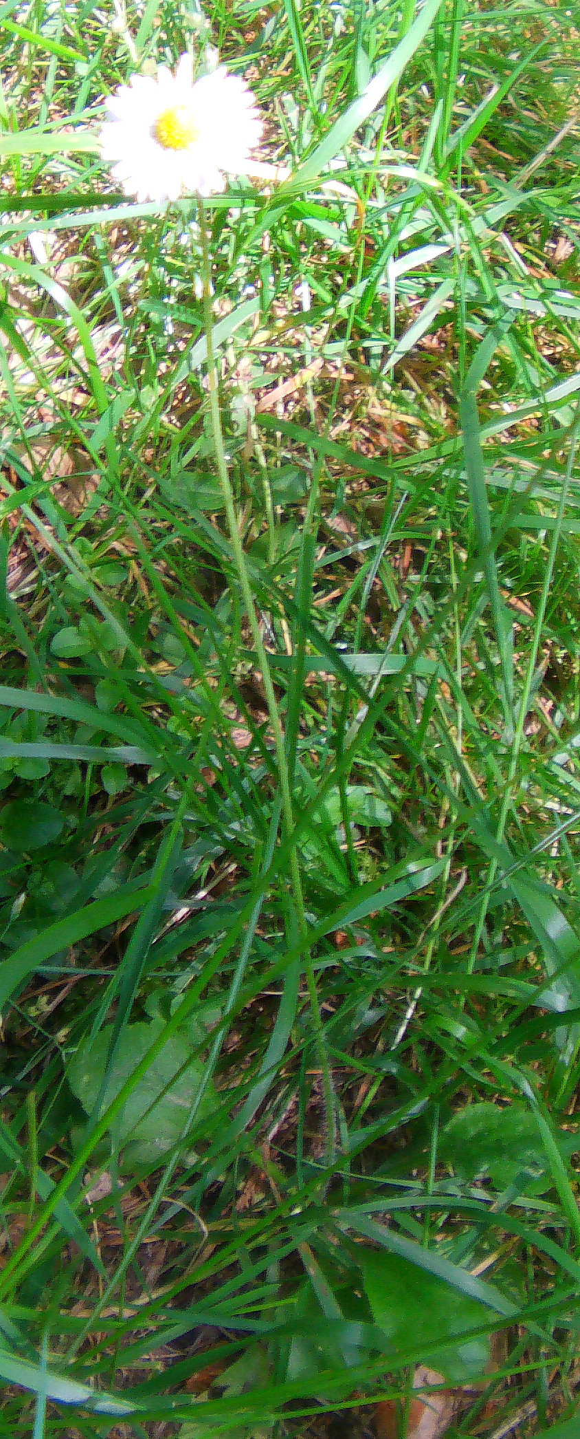 magerwiesen-margerite-leucanthemum-vulgare-lam-13315.jpeg