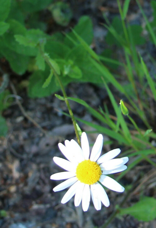 Eine Wiesenblume, die etwas einem vergrößerten Gänseblümchen ähnelt.
https://de.wikipedia.org/wiki/Magerwiesen-Margerite

Aufnameort: Eiershausen westlich Wacholderheide
Kamera: Canon EOS 700D