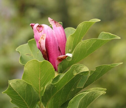 Eine in Mitteleuropa kultivierte Magnolienart
https://de.wikipedia.org/wiki/Magnolien

Aufnameort: Eiershausen Garten
Kamera: Canon EOS 700D