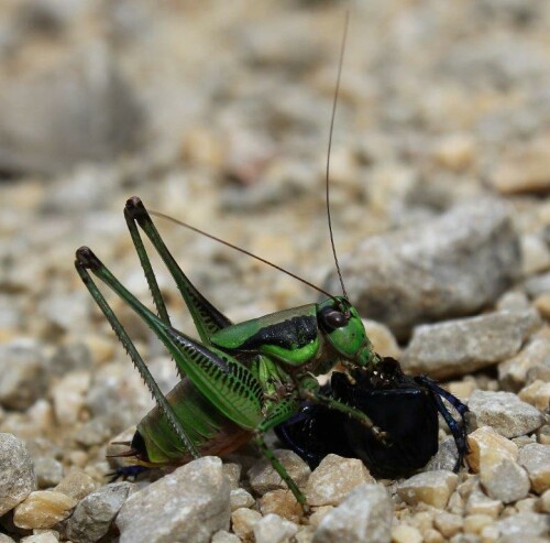 da diese grüne Strauchschrecke mit ihrem Opfer beschäftigt war, konnte ich sehr nahe an sie rankommen.

Aufnameort: Kroatien Insel Rab
Kamera: Canon EOS 60 D