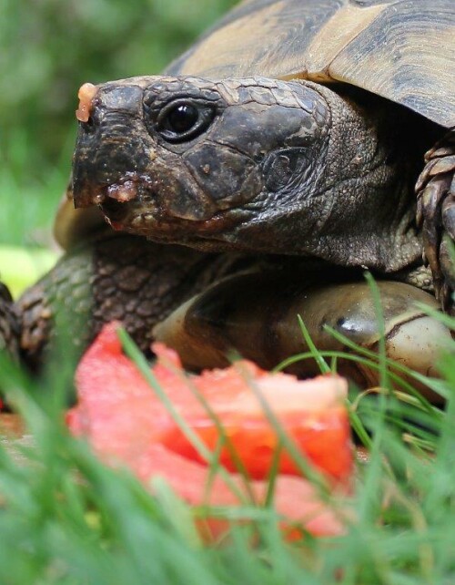 griechische Landschildkröte mit ihrer Lieblingsspeise - Tomaten

Aufnameort: Kelheim
Kamera: Canon EOS 60 D