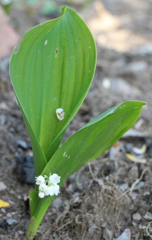 Das Maiglöckchen gehört zu den Spargelgewächsen(Asparagaceae) und wurde 2014 zur Giftpflanze des Jahres gewählt.
http://de.wikipedia.org/wiki/Maiglöckchen

Aufnameort: Eiershausen Garten
Kamera: Canon EOS 700D