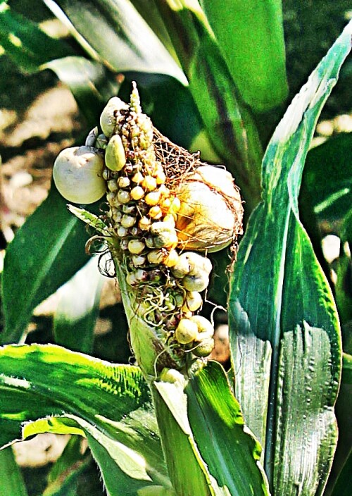 Mais als Kultur beansprucht den Ackerboden so, dass zur Erholung des Bodens ein Fruchtwechsel(unterschiedliche Früchte werden im Jahresverlauf oder in den abfolgenden Jahren auf dem Feld "angebaut") auf dem Acker  eingehalten werden sollte.
Auch Gründüngung(z. B. "Unkraut" und ähnliches wird untergeeggt oder gepflügt.) kann etwas Abhilfe von der entstehenden Bodenmüdigkeit bringen!
https://de.wikipedia.org/wiki/Mais

Aufnameort: Eiershausen Felder im Süden
Kamera: Canon EOS 1300D