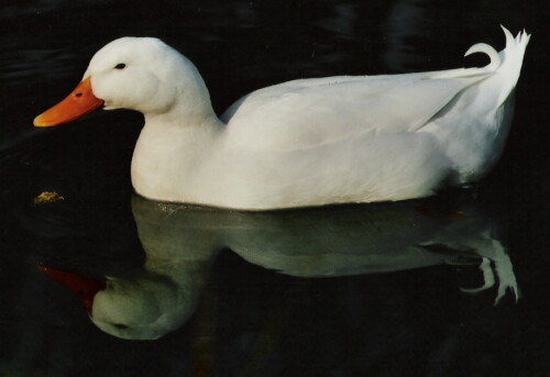 ...weiß scheint diese Ente am Teich im Innsbrucker Stadtpark


