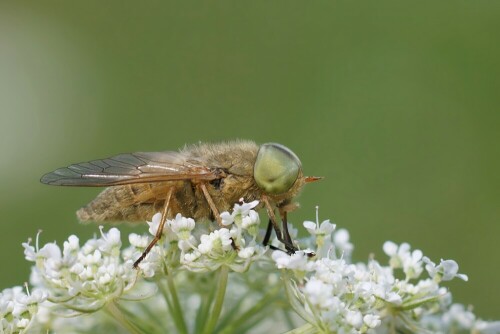 Männliche Bremse : Atylotus loewianus 
Diese Bremse saugt Nektar. Männchen stechen nicht.

Aufnameort: Bleckede
Kamera: Sony SLT A 77 V,