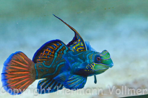 Der ca. 6 cm lange Mandarinfisch ist einer der für mich schönsten Fische im Wilhelma-Aquarium, der aber von vielen Menschen übersehen wird.

Aufnameort: DEU,BW, Stuttgart, Wilhelma-Aquarium
