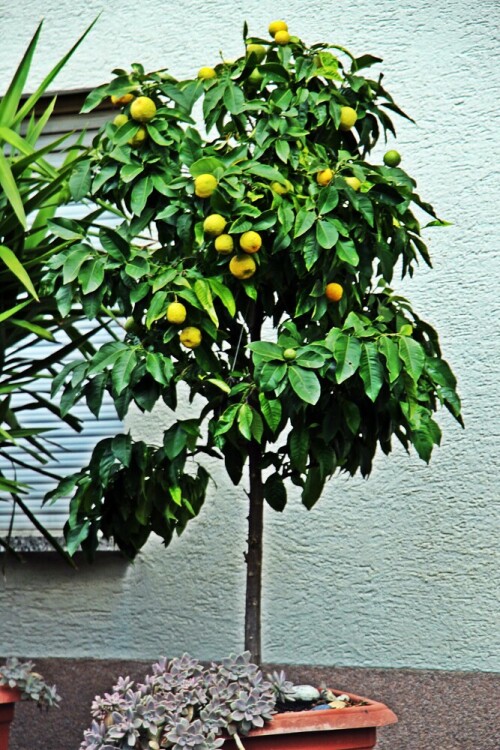 Der Name Mandarine wird sowohl für die Frucht wie auch die Pflanze ggf. benutzt.
https://de.wikipedia.org/wiki/Mandarine

Aufnameort: Nanzenbach
Kamera: Canon EOS 1300D