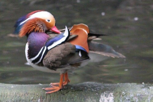 immer wieder schön anzusehen - die Mandarinente

Aufnameort: Vogelpark Abensberg, Ldkrs. Kelheim
Kamera: Canon EOS 60 D