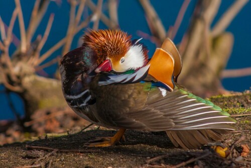 ist eine ursprünglich in Ostasien beheimatete Vogelart aus der Familie der Entenvögel (Anatidae).

Aufnameort: 09224 Grüna
Kamera: Canon EOS 40D mit Sigma 70-200 mm 1:2,8 APO