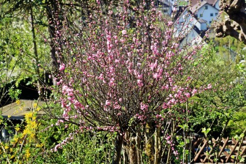 Mandelbäume gehören zur Gattung Prunus und zur Familie der Rosengewächse(Rosaceae).
Seine Samen(Mandeln) werden entweder zu Kosmetika verarbeitet oder aber als Nahrungsmittel genutzt.
https://de.wikipedia.org/wiki/Mandelbaum

Aufnameort: Eiershausen Garten
Kamera: Canon EOS 1300D