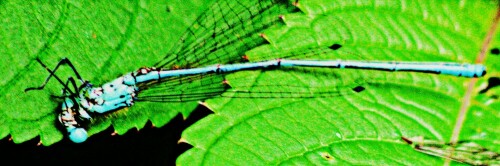 mannliche-azurjungfer-coenagrion-puella-l-1758-tot-29122.jpeg