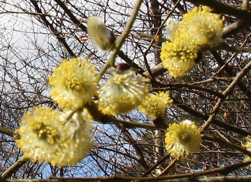 mannliche-katzchen-der-salweide-salix-caprea-l-16714.jpeg