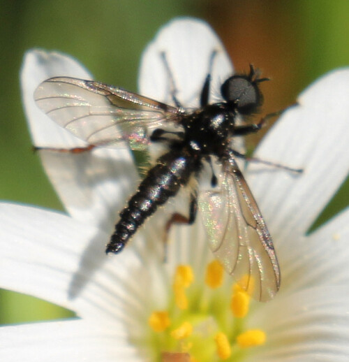 Die Märzfliege ist die häufigste Art Haarmücke, die auch in Schwärmen häufig ab dem 25. April ausfliegen.
https://de.wikipedia.org/wiki/Märzfliege

Aufnameort: Eiershausen Garten
Kamera: Canon EOS 700 D