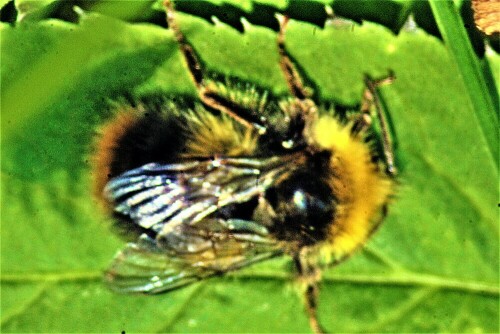 mannliche-steinhummel-bombus-lapidarius-l-1758-23026.jpeg