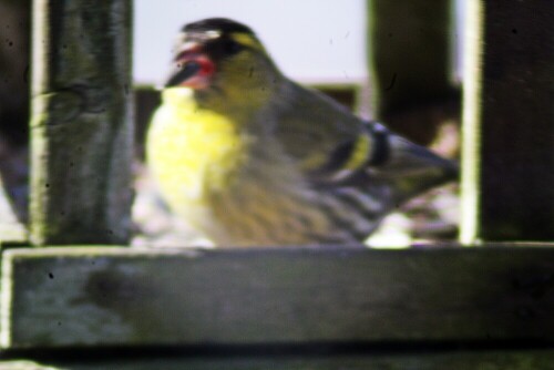 Zeisige beteiligen sich häufig auch an den winterlichen Singvogelschwärmen, die Futter suchen.
https://de.wikipedia.org/wiki/Erlenzeisig
siehe auch:
https://www.youtube.com/watch?v=eauQ2bqxS1U

Aufnameort: Eiershausen Garten
Kamera: Canon 1300D