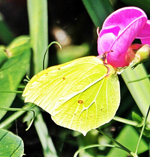 mannlicher-zitronenfalter-gonepteryx-rhamni-l-1758-19417.jpeg