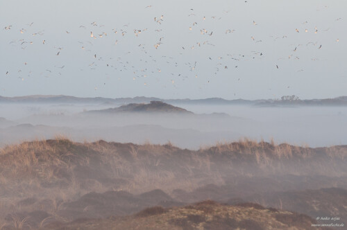 mantelmovenkolonie-in-den-dunen-von-texel-6075.jpeg