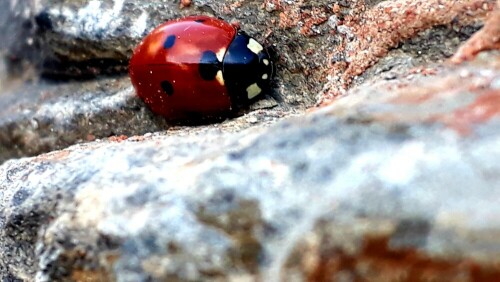 Marienkäfer genießt die Sonne

Aufnameort: Im Feld, Niederasphe
Kamera: Smartphone