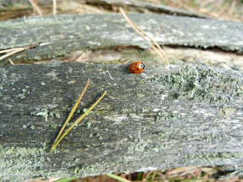 

Aufnameort: Schorfheide
