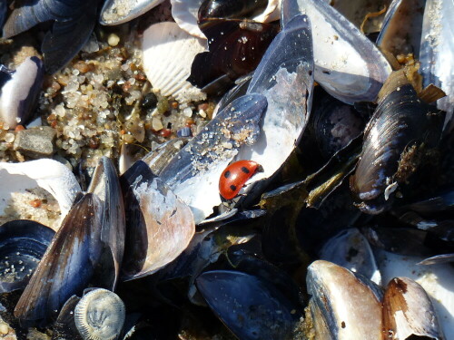 marienkafer-zwischen-muschelresten-15909.jpeg