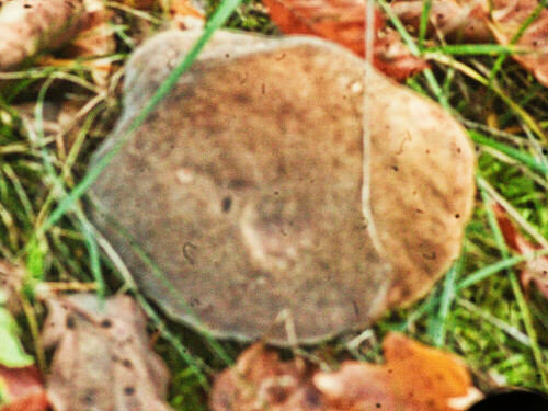 Der Maronen-Röhrling gehört zur Familie der Dickröhrlingsverwandten
(Boletaceae).
https://de.wikipedia.org/wiki/Maronen-R%C3%B6hrling

Aufnameort: Eiershausen Gemeindewiese
Kamera: Canon EOS 1300D