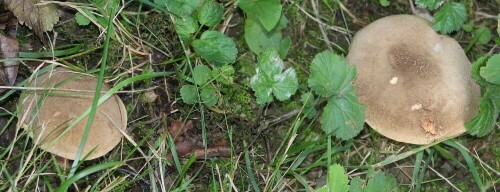 Der Maronen-Röhrling gilt in Mitteleuropa als ein weit verbreiteter "Speise-Pilz."
https://de.wikipedia.org/wiki/Maronen-Röhrling

Aufnameort: Eiershausen Wald am Hirschberg
Kamera: Canon EOS 700D